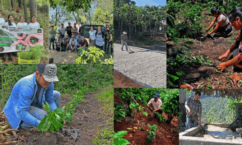 Single-Origin Spotlight: Guatemala Coffee, Bees & Community